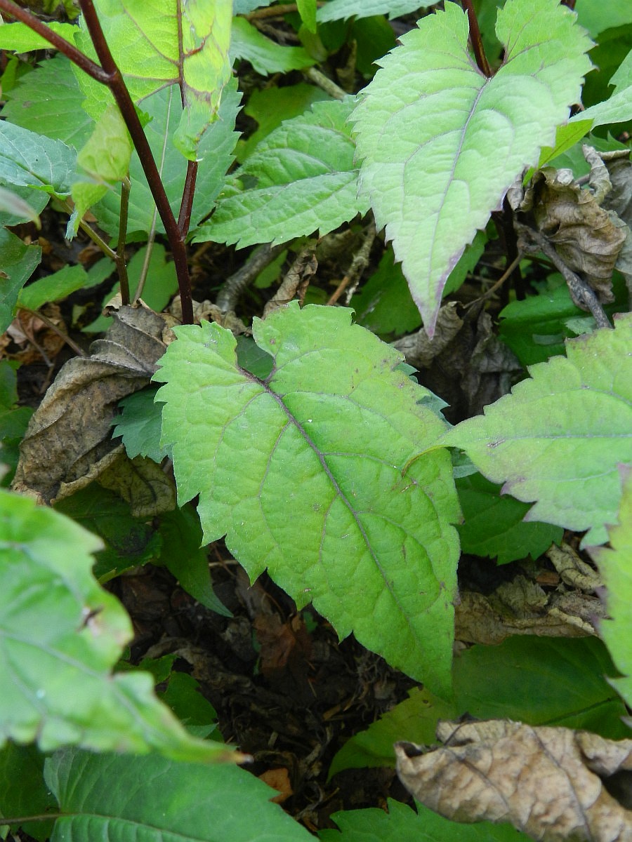 Aster divaricatus, White Wood Aster